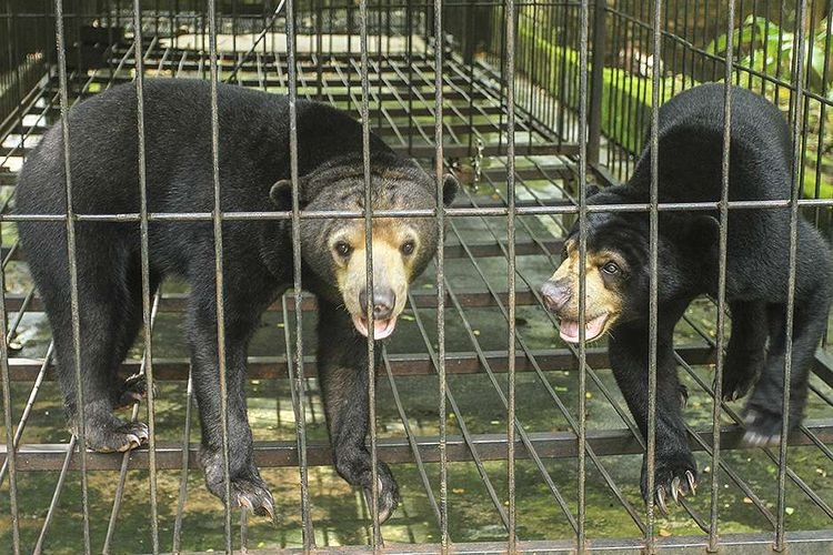 Dua ekor beruang madu hasil serahan masyarakat saat menjalani proses habituas (KOMPAS.com/AJI YK PUTRA)
