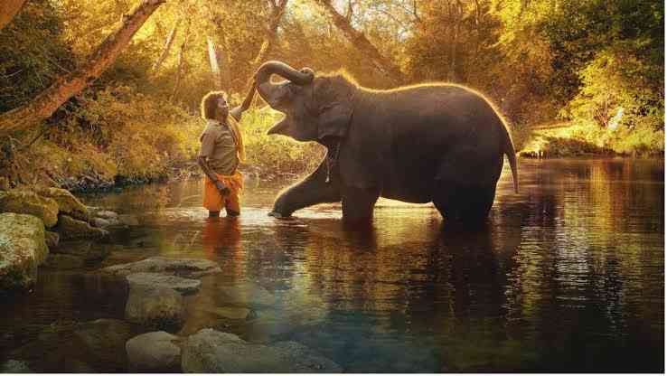 Gajah juga menunjukkan kasih sayangnya (sumber gambar: Netflix dalam Deadline) 