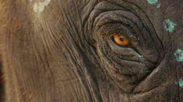Gajah perlu dilestarikan, mereka bukan hama (sumber gambar: Netflix) 