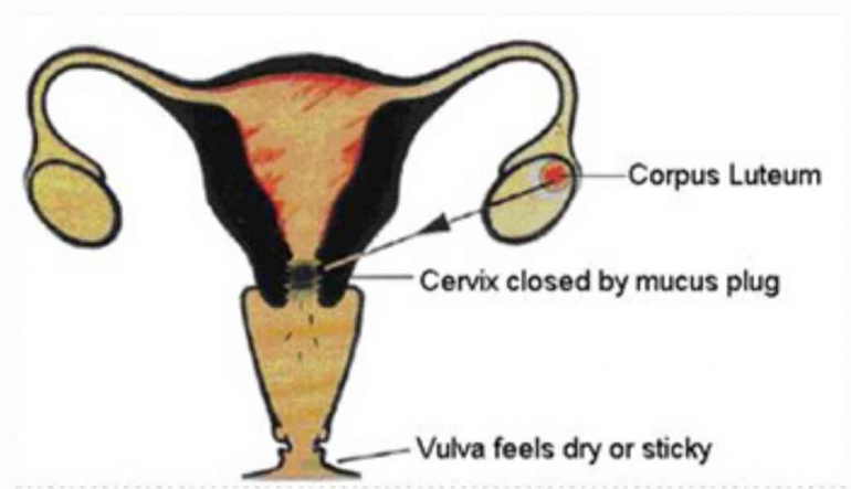 Gambar letak rahim, serviks dan vulva | Ilustrasi | pantirapih.or.id