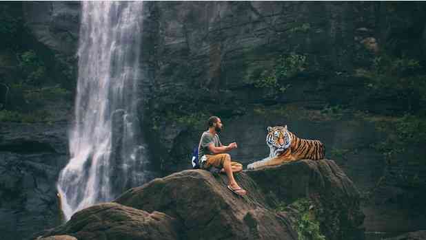 Ilustrasi seseorang menjinakkan harimau tanpa 