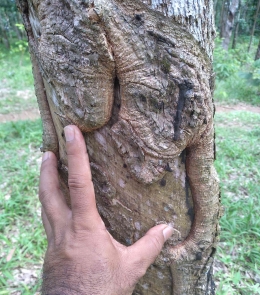 Pohon karet memerlukan waktu lama ketika penderes terlalu dalam menderes sampai kayunya (dokumentasi pribadi)