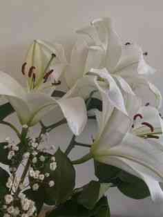 White Lily. Pic by Pinterest/Aoife Power