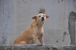 Anjing lokal di Pulau Nias, Sumatera Utara (Sumber foto: GARC/Fakhri)