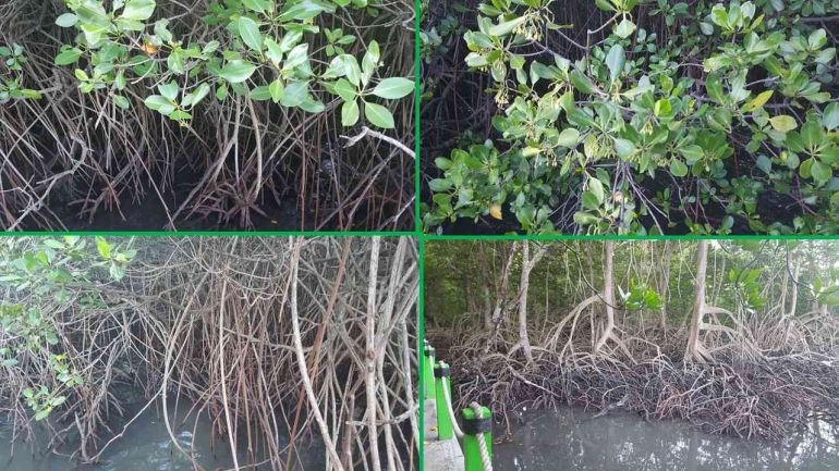 Mangrove di TN Baluran (Dokumentasi pribadi)