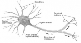 Gambar 2: Neuron dan bagian-bagiannya (Sumber: Carlson & Birkett, 2017: 39)