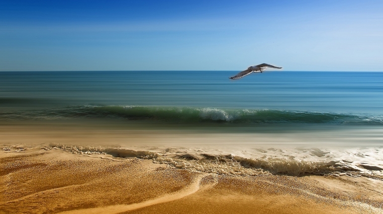 Ilustrasi burung camar dan pantai yang indah|Dok Candice/Pixabay