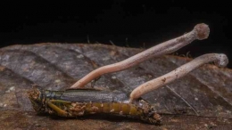 Jamur Cordyceps yang menginfeksi serangga/Getty Images
