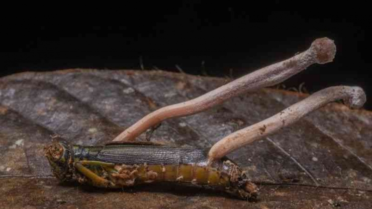 Jamur Cordyceps yang menginfeksi serangga/Getty Images
