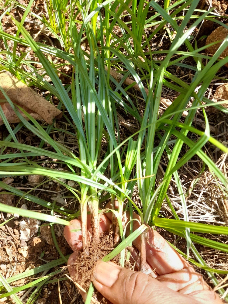 Umbi rumput teki, tumbuh berseliweran di dalam tanah, menyebabkan tanaman seperti padi dan jagung kalah bersaing (dok pribadi)
