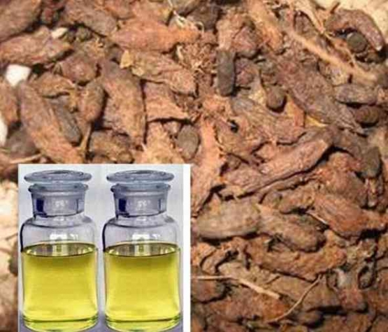 Minyak esensial yang dihasilkan dari ekstrak  akarnya dipercaya dapat dipakai untuk merawat kulit (dok foto: bibitbunga.com)