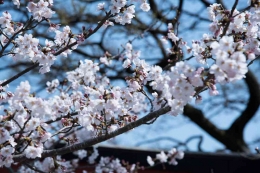 Sehelai Kaos Cantik Bergambar Sakura (Sumber: Pexels/Abby Chung)