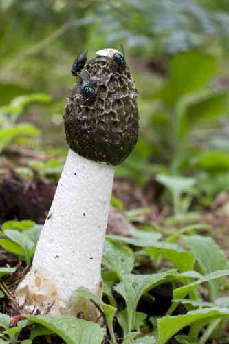 Lalat hinggap di jamur tudung pengantin (A Photo by Chris Moody via iNaturalist)