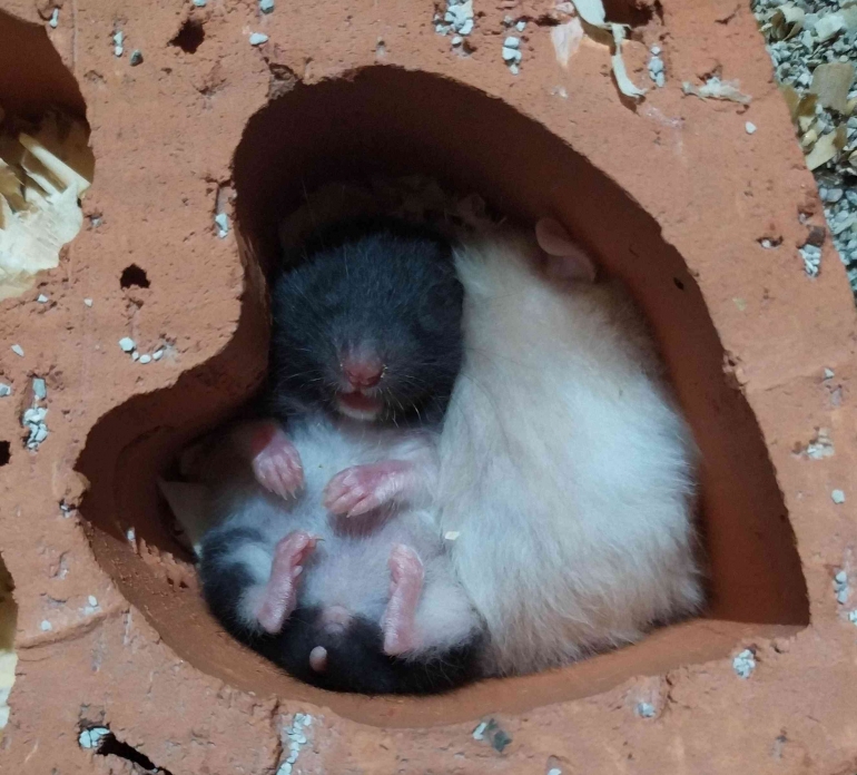 Hamster sedang tidur - dokpri