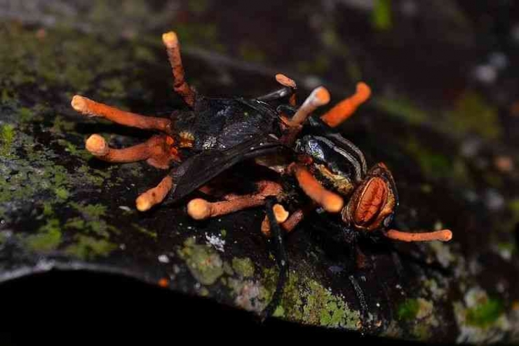 Sumber Gambar: http://www.kompas.com/sains/image/2023/01/31/160000923/ini-manfaat-jamur-cordyceps-untuk-kesehatan-menurut-sains?page=1