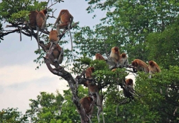 Kawanan Bekantan, monyet endemik Kalimantan di tepian sungai Sekonyer. | Dok Pribadi