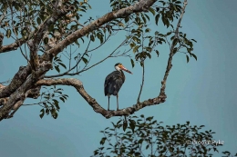 Bangau Badai (Storm's Stork) di pohon tepian sungai Sekonyer, burung langka dengan populasi dibawah 500 ekor di seluruh dunia. (Foto: Brooke Pyke)