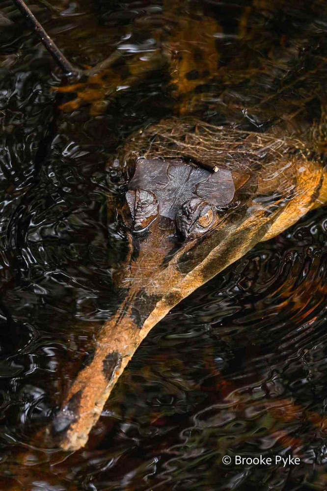 Buaya Sinyulong (False-gharial crocodile) di sungai Sekonyer. (Foto: brookepykephotography.com)