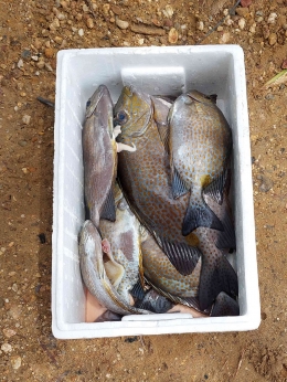 Ikan Baronang segar yang dibeli dari warga lokal Kolono Timur (Dokumentasi Pribadi)