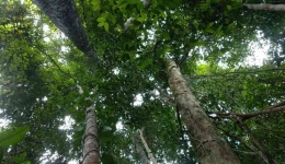 Ilustrasi Foto:  hutan. (Foto dok. Erik Sulidra/Yayasan Palung)