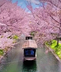 Syahdunya sungai dengan bunga sakura (dok. BJJ)