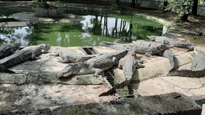 Warta Kota/ Rafzanjani Simanjorang