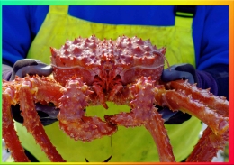 Alaskan King Crab, Ukurannya Fantastis, Demikian Halnya Dengan Harganya | Dok. Phillipsregginsphotography.com