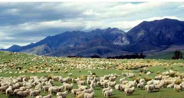 Domba di Selandia Baru: Tripadvisor 