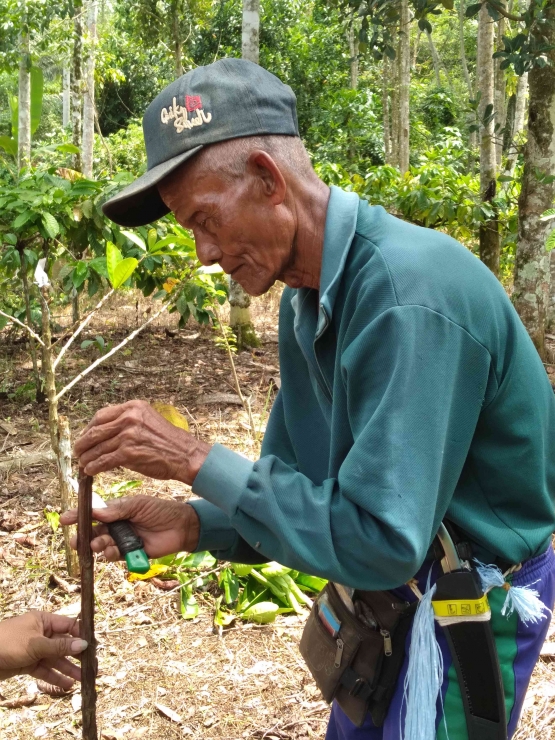 Abah Ruchayat dari Bukit Jambi, sudah bertahun-tahun melakukan grafting kopi di kebun sendiri dan kebun orang lain (dokumentasi pribadi)