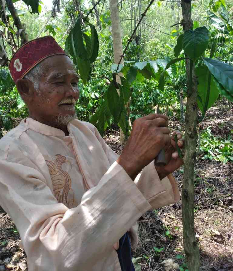 Abah Romli, petani Bukit Jambi yang sangat lincah dan cermat dalam melakukan grafting kopi di kebun (dokumentasi pribadi)