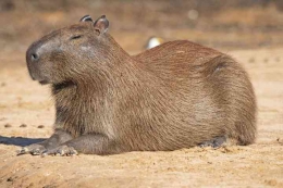 Deskripsi : Capybara yang merupakan mamalia pengerat terbesar di dunia. (Sumber : savacations.com)
