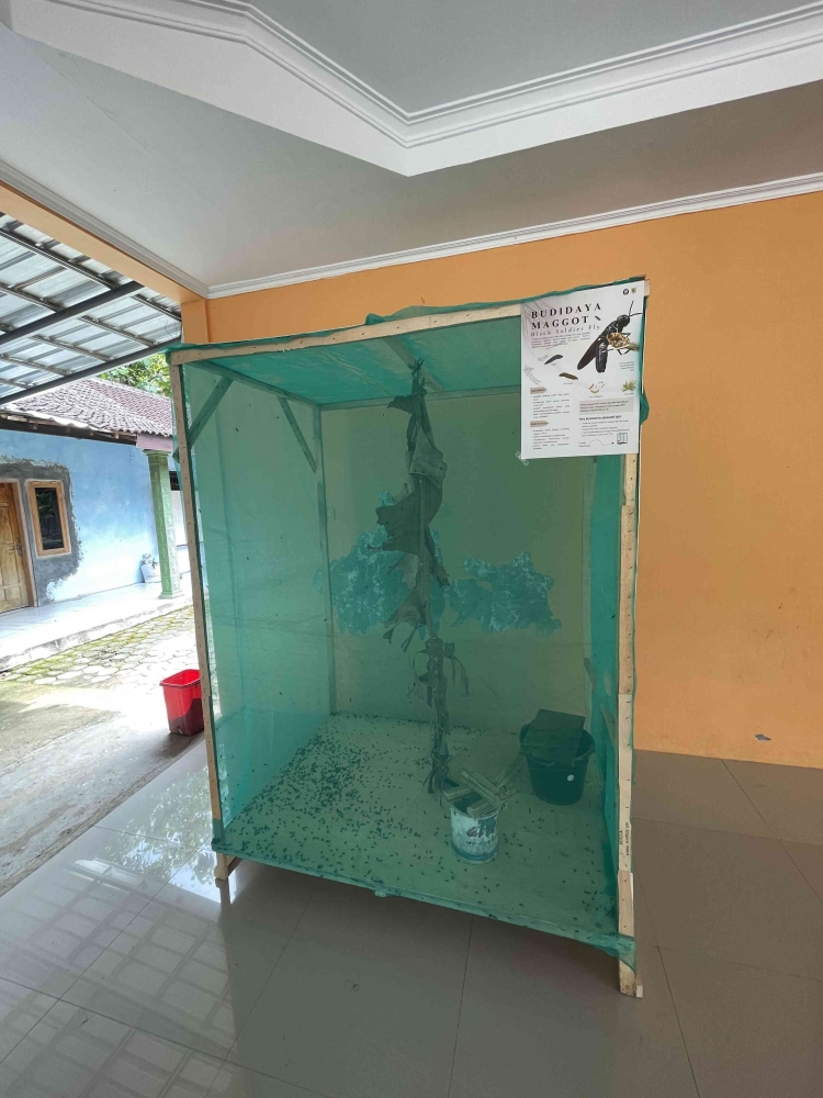 Kertas Insectarium Salah Satu Program Kerja Mahasiswa KKN UNDIP Berhasil Ciptakan ...