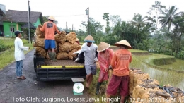 Panen ubi jalar tahun 2023 di Jawa Tengah | Foto: Sugiono