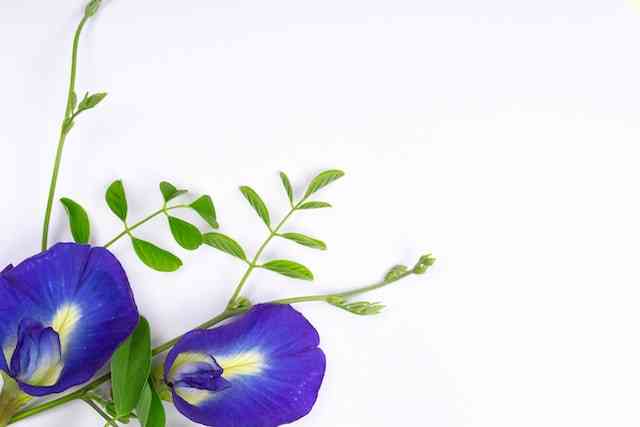 Ilustrasi bunga telang (Pexels.com/Tamanna Rumee)