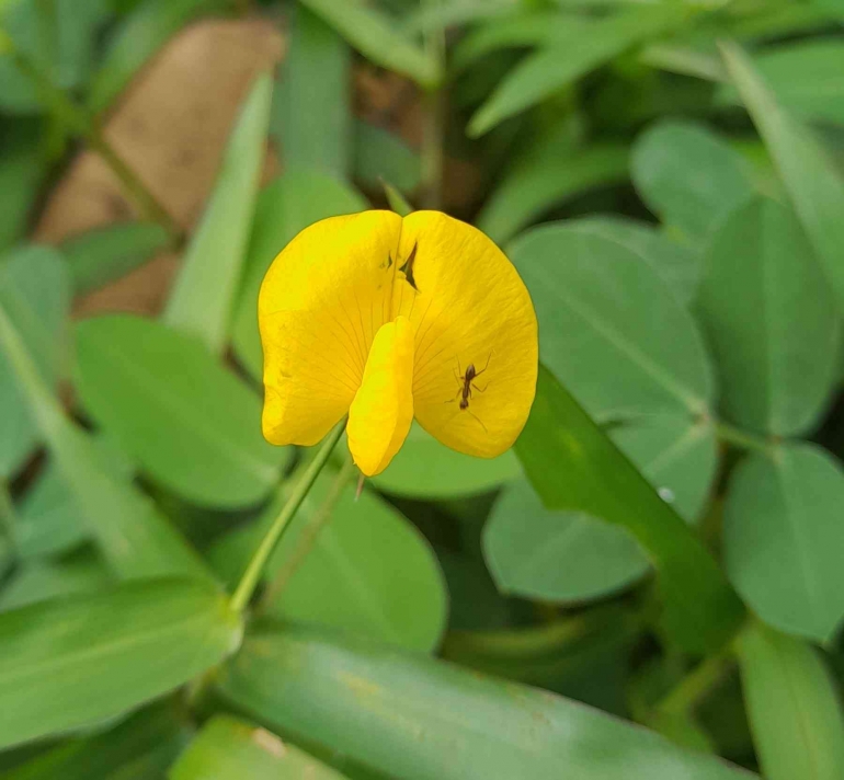Bunga Arachis pintoi berwarna kuning, salah satu tanaman cover crop dari kacang-kacangan (dok pribadi)