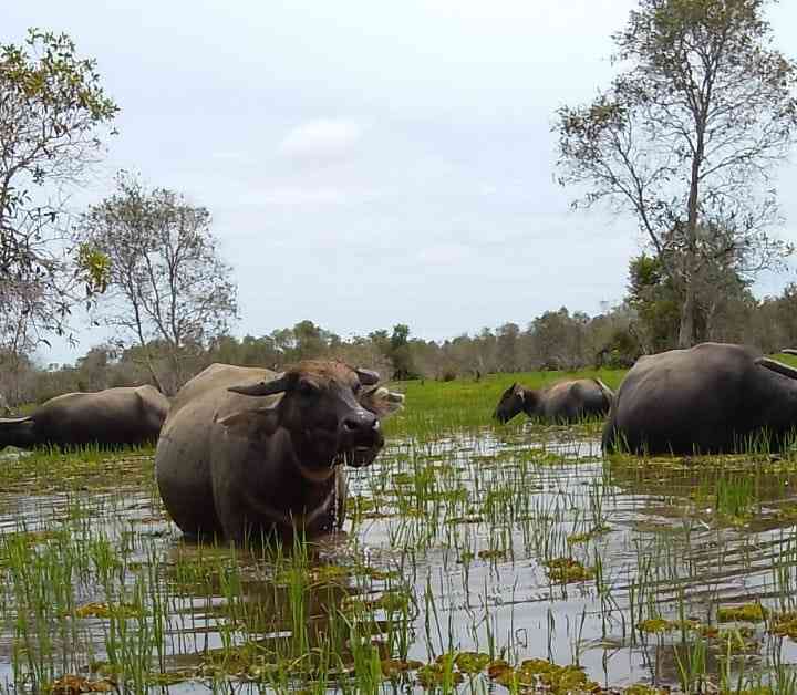 Karakteristik Hewan Kerbau Rawa - Kompasiana.com