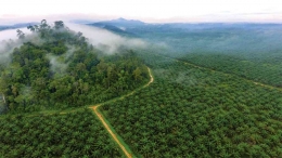 Perkebunan Minyak Sawit di Kalimantan Barat yang menggantikan hutan yang sebelumnya ada di lahan tersebut. Sumber: ARROWHEAD FILMS 