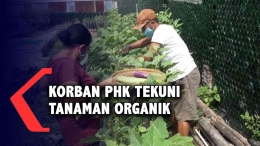 Korban PHK sukses bertanam sayuran organik (dok foto: youtube.com)