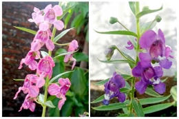 Beda warna bunga Lavender, meskipun dari induk yang sama (foto: dok. pribadi)