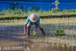 Ilustrasi petani beras di Indonesia. (sumber: Shutterstock via kompas.com)