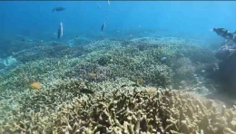 Potret keindahan bawah laut Gili Trawangan (Dok. Pribadi)
