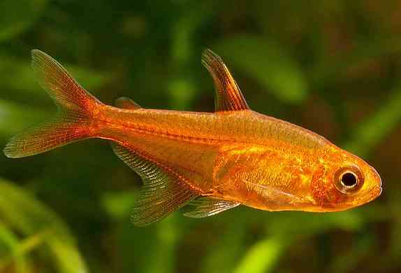Ikan Ember Tetra atau Amandae (kredit gambar: tropicalfishcafe)