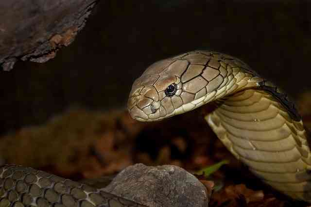 ilustrasi ular berbisa/sumber: pixabay.com