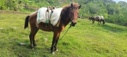 Kuda adalah transportasi tradisional di Simbuang-Mappak. Sumber foto: Dok. Facebook Bernard Eli