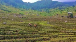 Kerbau dan kuda yang dilepasliarkan di sawah tadah hujan Simbuang. Sumber foto: Dok. Facebook Bernard Eli.