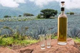 Sumber gambar: unsplash.com (tanaman agave dan minuman tequila)