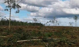 Kerusakan Hutan di Tanah Papua (IST)