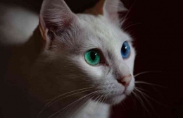 Kucing Odd Eye (Lucas Peteza/Pexels)