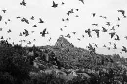 Ilustrasi kumpulan burung terbang membawa kabar. Sumber: Pexels.com/Orhun Rüzgar ÖZ 