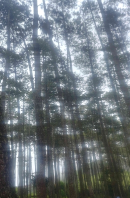 Dokumentasi Pribadi Lokasi Hutan Pinus Batu Kuda